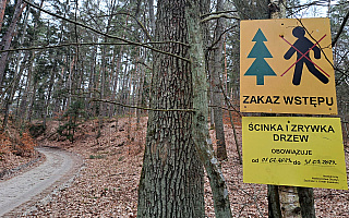 Absolutny zakaz wstępu do lasu pod Olsztynem. Nadleśnictwo wyjaśnia